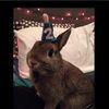 le_petite_lapin
